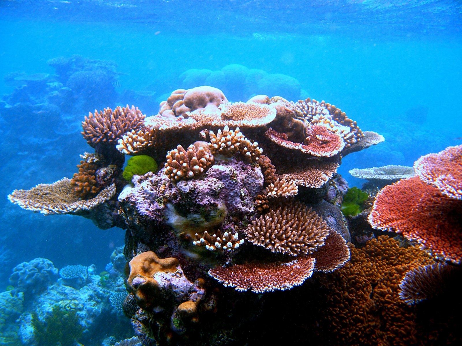 Recife de coral na Grande Barreira de Coral, Austrália