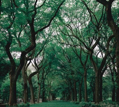 Manaus e a Amazônia: O Maior Tesouro Natural do Brasil